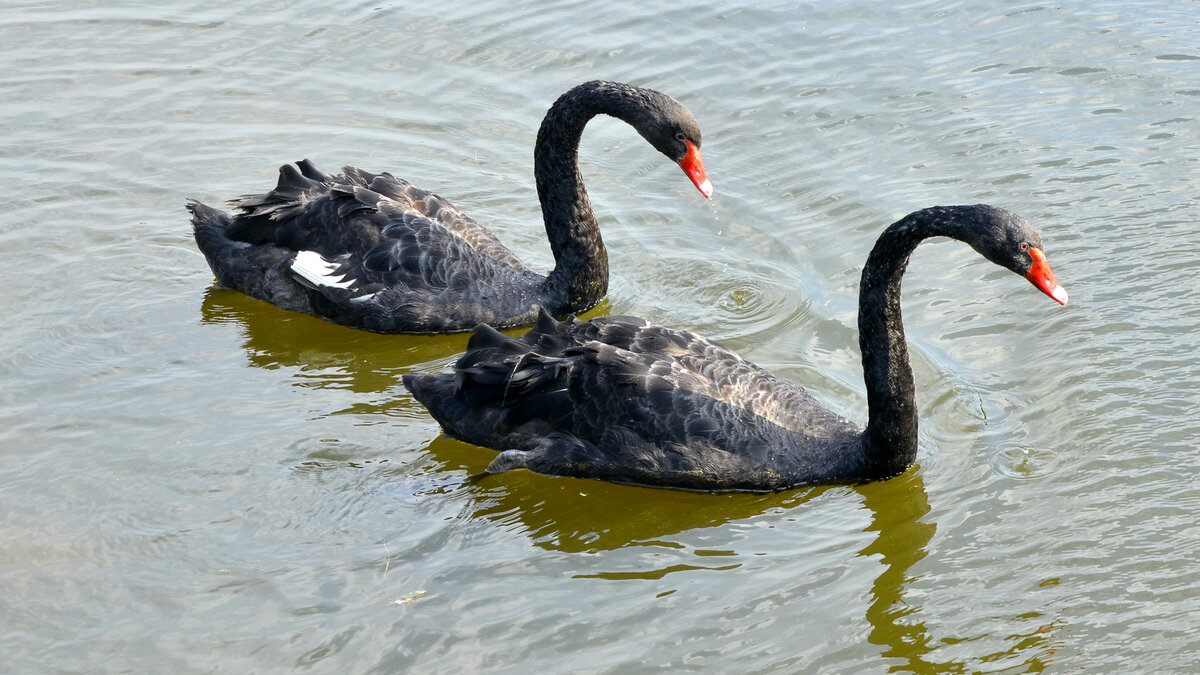 Черные лебеди не меняют своих партнеров как и другие виды лебедей
