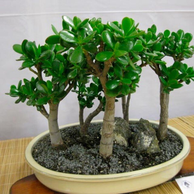  Толстянка (Crassula)    Не каждому известно декоративное растение, которое называют «толстянка» или «крассула», но многие могут ответить на вопрос, на что похоже денежнеое дерево.-2