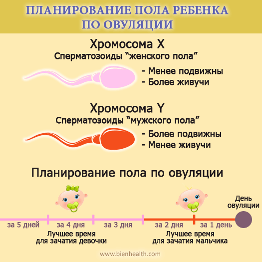 Калькулятор дня овуляции.