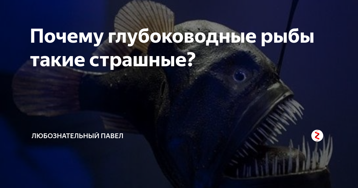 Почему глубоководные рыбы такие страшные? | любознательный Павел | Дзен