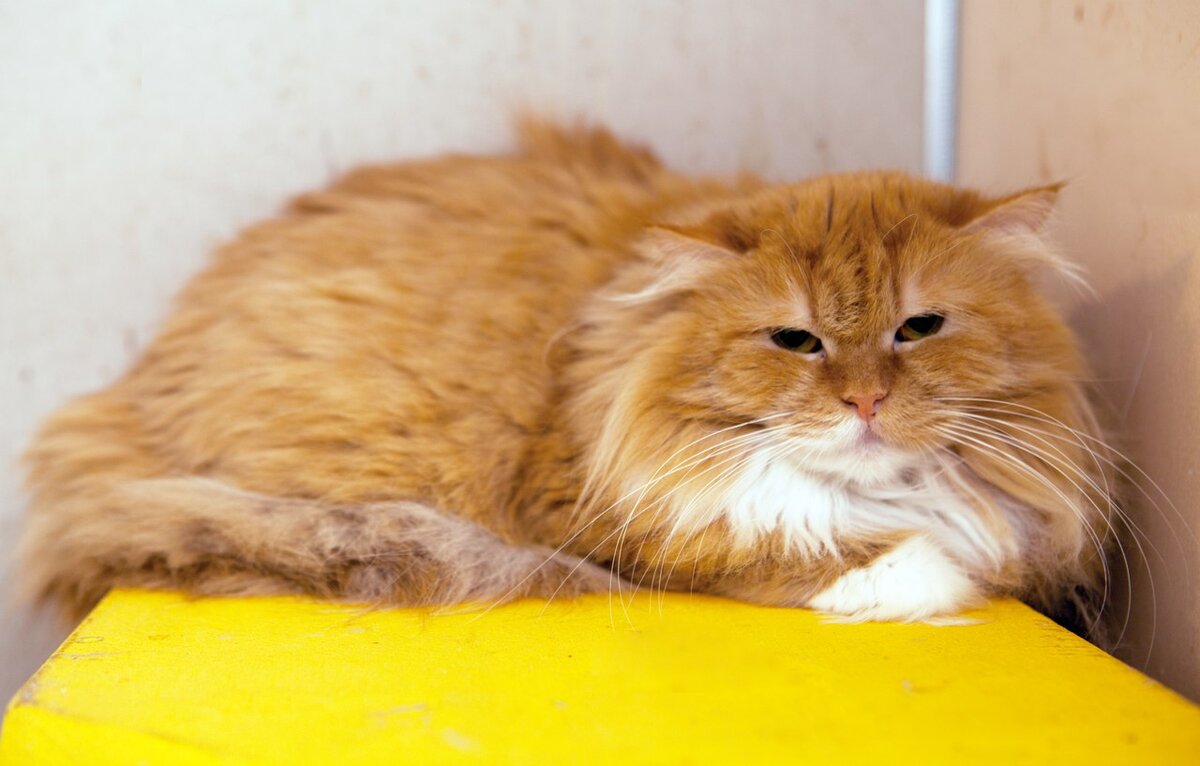 Попав в приют «Муркоша» из нечеловеческих условий,  Мандаринка лечилась, приходила в себя, училась доверять людям,  преодолевая робость и страхи. 