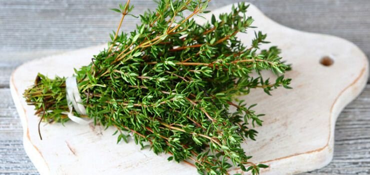Тимьян и чабрец: в чем разница? | Без Хлопот и забот | Дзен