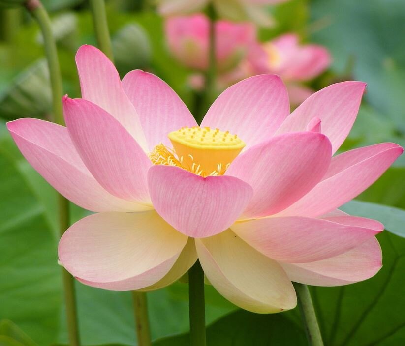 Image Credit Wikipedia Священный лотос Nelimbo nucifera Gaertn