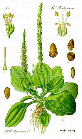 Подорожник большой (Plantago major)