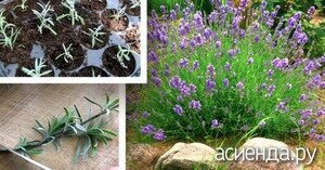 
Давайте разберем алгоритм действий для выращивания лаванды:
Источник: https://www.asienda.ru/rassada/kak-vyrastit-lavandu/ 1. Острым ножом срезаем молодой побег лаванды длиной не более 6 см. Обязательно делаем срез ниже расположения листового узла. Не используйте для срезки ножницы, так как при таком способе нарушаются стеблевые протоки, и черенки не укореняются.
