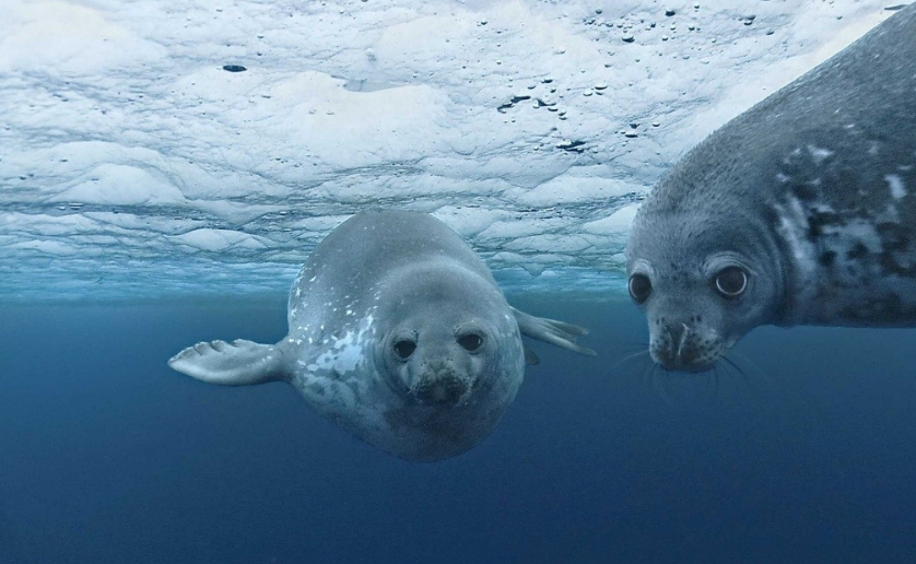 	Disney Nature