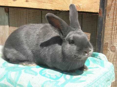  Поведение и особенности породы 