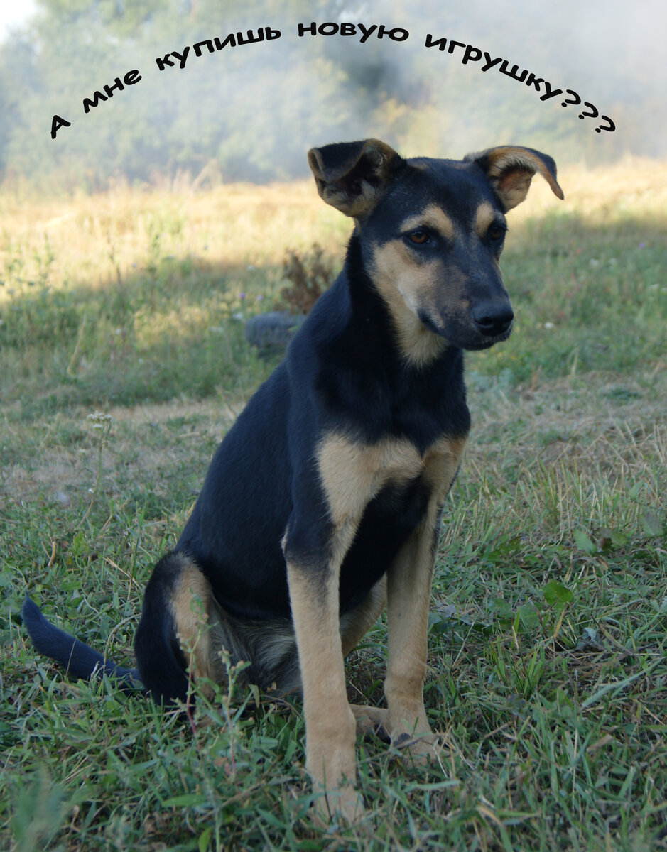 Ну вот как такой щенячьей мордашке не купить игрушку? 