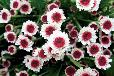 из интернета