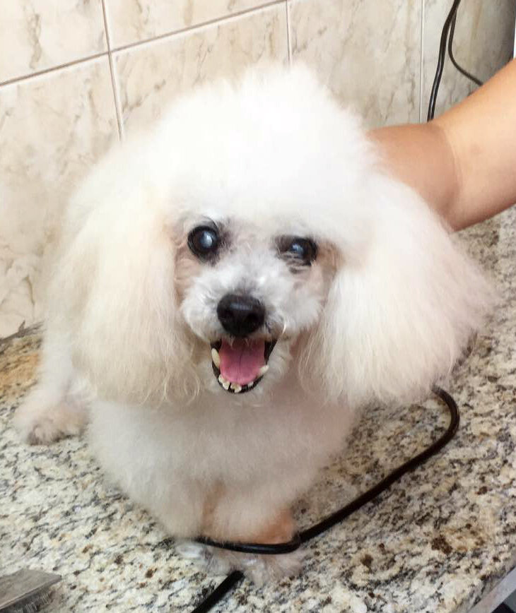 Глухая, слепая - хозяевам я мила и такая!