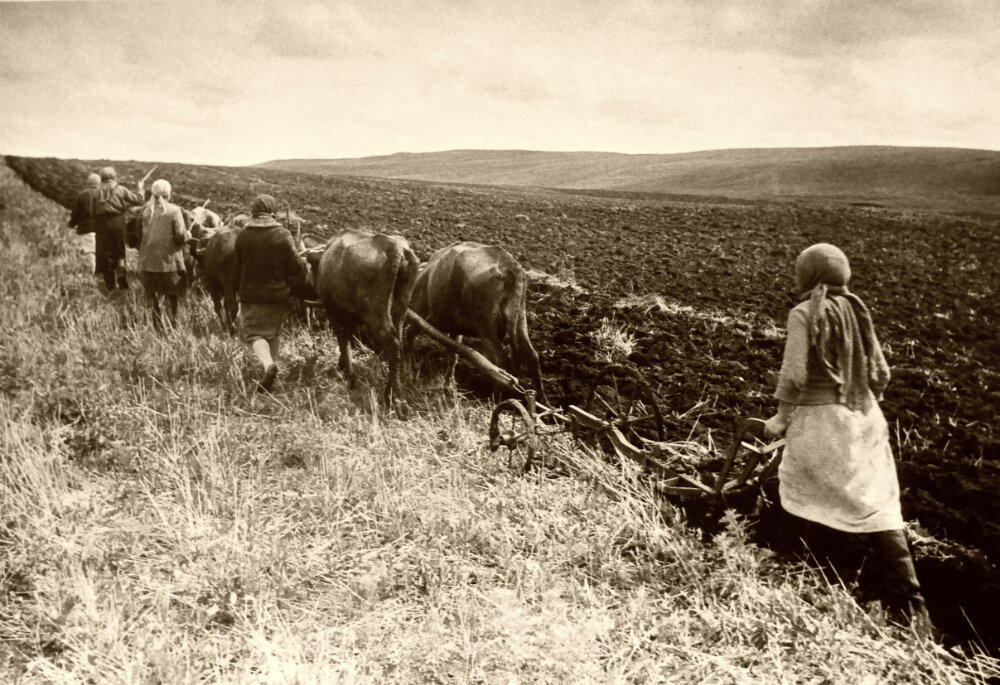Советские крестьянки пашут землю на коровах. 1941-1945 гг.