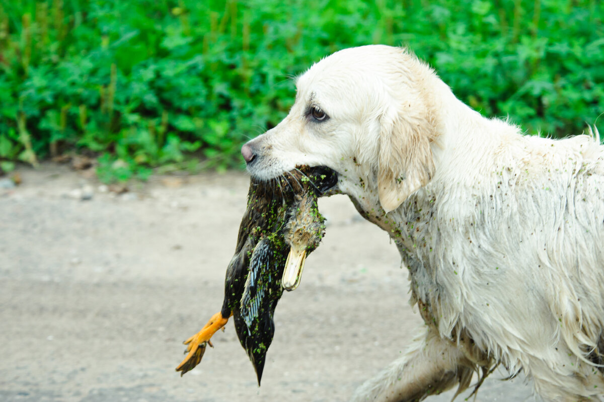 Золотистый ретривер из питомника "Ламмин Суо" на охоте. Ламмин Суо Габриэль (Соня)