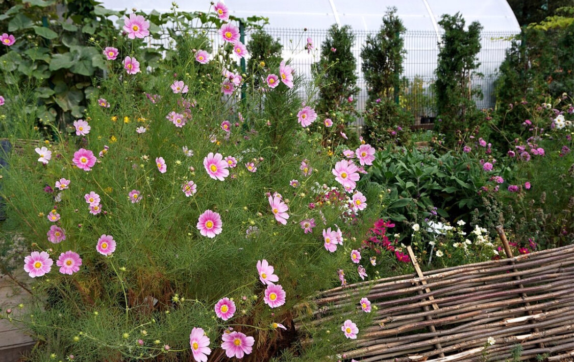 Summer window box Window box flowers, Container flowers, Cosmos flowers