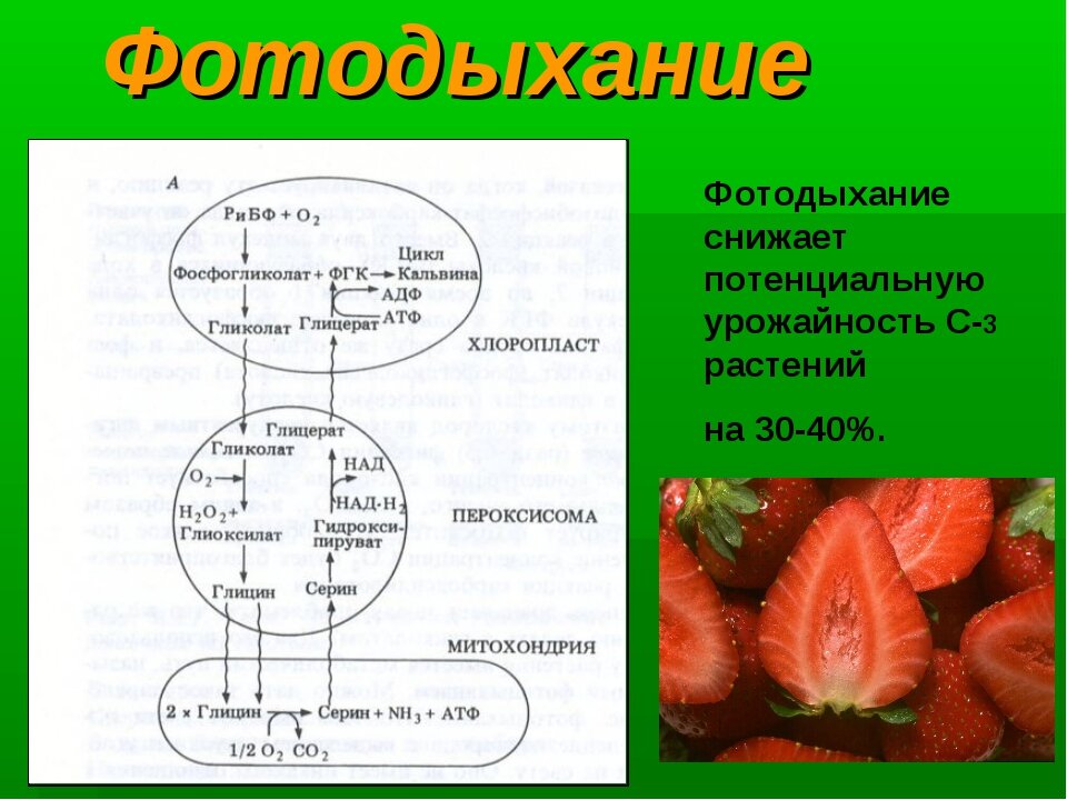 Источник фото - https://infourok.ru
