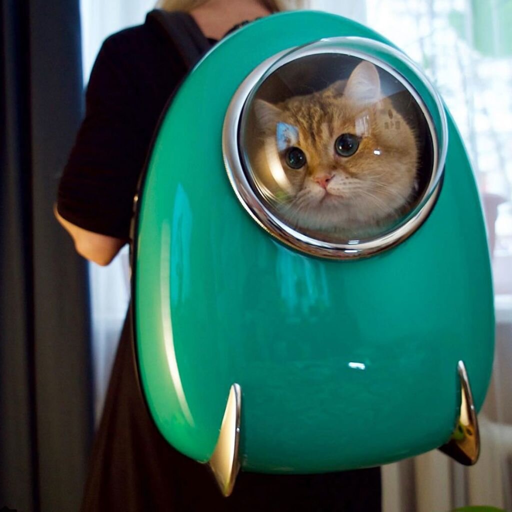 Кстати, интересный способ выгуливать своего питомца