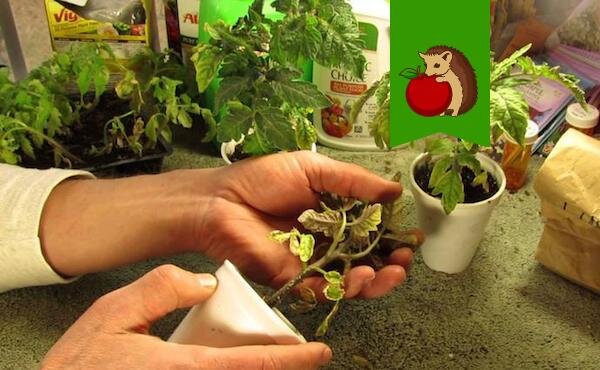 Фото: http://pcarbonat.ru/wp-content/uploads/2017/04/china-tomato.jpg