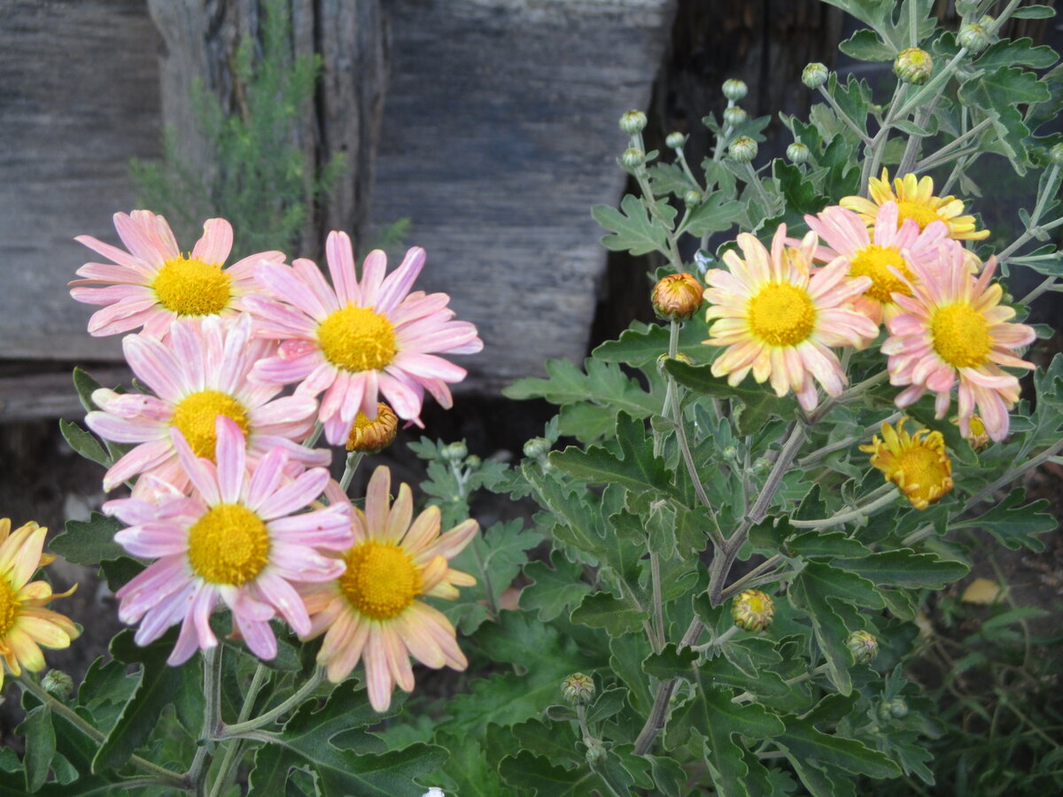 Бежево-желтая хризантема иногда приобретает розовый оттенок 