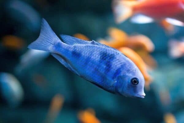 Сколько живут рыбки в аквариуме