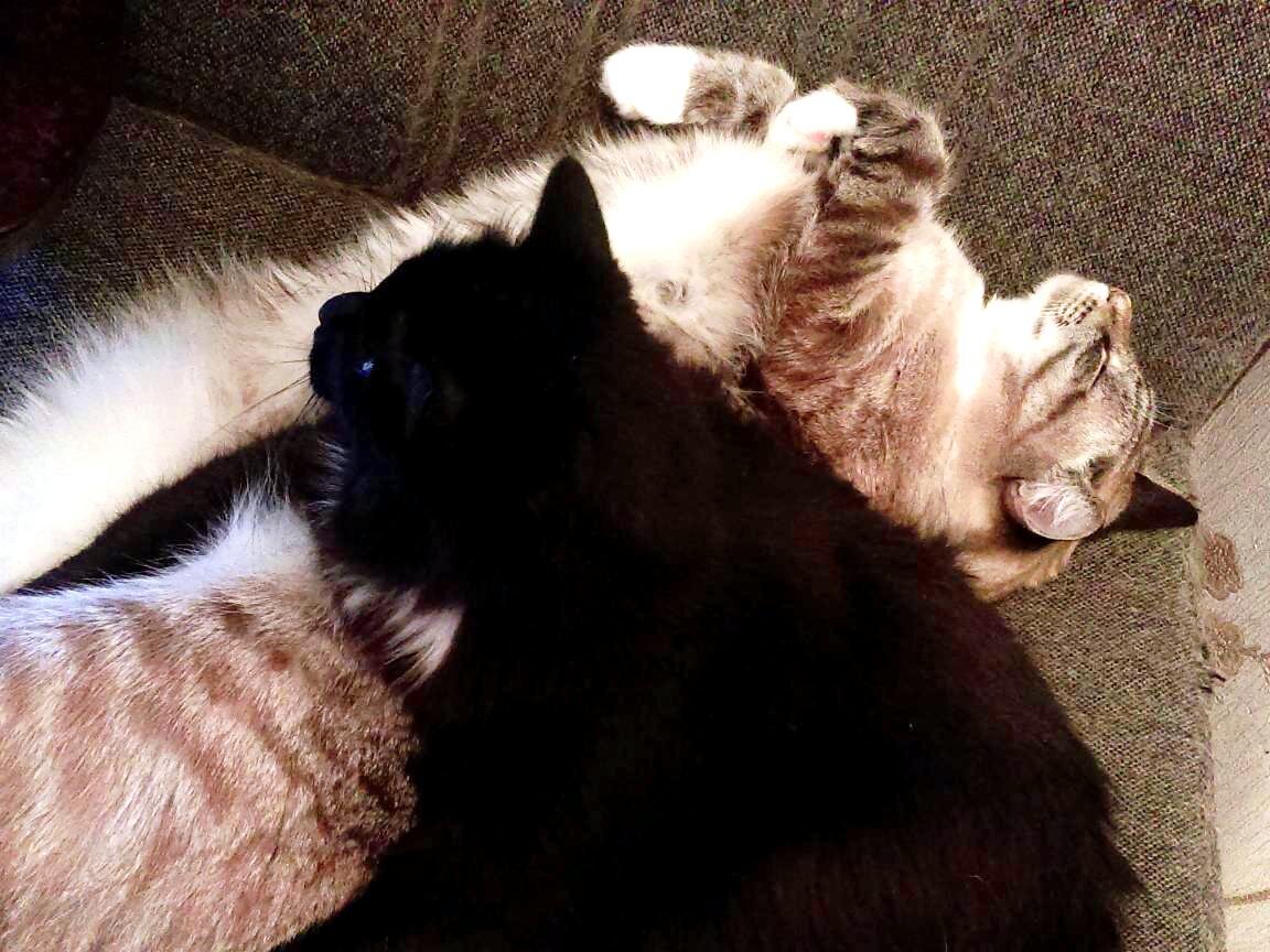 Созревание преступного замысла