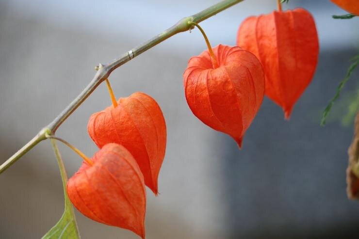 Оранжевые фонарики цветы - 74 фото