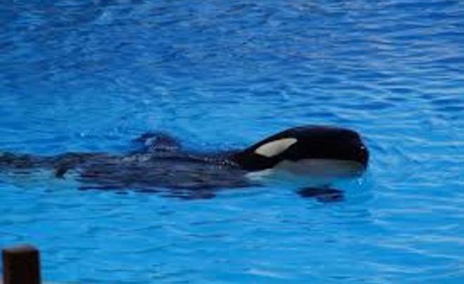  
Фото: pixabay.com