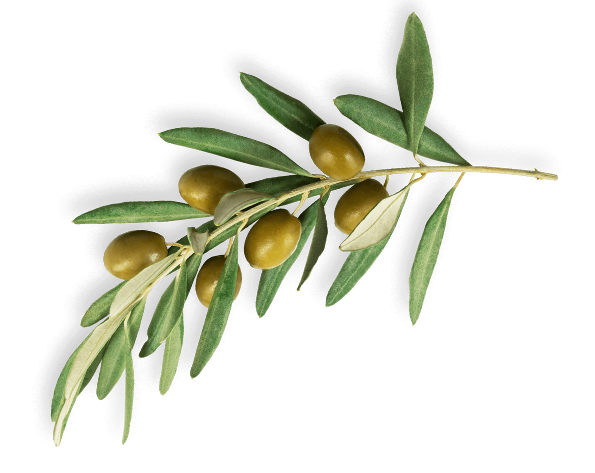 Древняя Греция олива. Ветви оливок Греция. Оливки и маслины. Оливки на ветке.