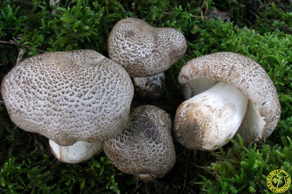 Нея грибы. Рядовка ядовитая (Tricholoma pardinum). Рядовка тигровая. Рядовка тигровая гриб. Рядовка тигровая леопардовая.