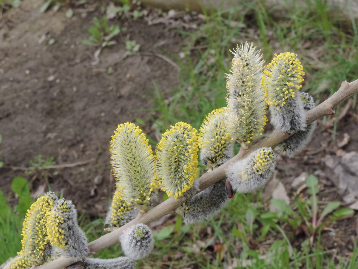 Цветущая верба