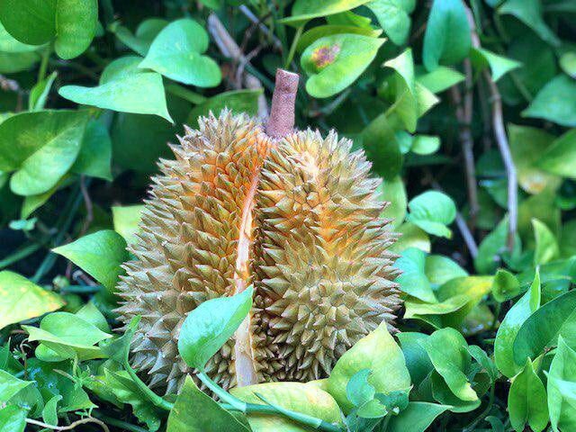 Дуріан — це великий "горіх", колючий і екстремально сильно реагуючий з повітрям, що перетворює його терпкий аромат в щось вкрай смердюче. Сам по собі фрукт важить від одного до десяти кілограм. Всередині нього знаходиться м'якуш з кісточками, а смак нагадує щось середнє між динею, полуницею і хурмою.