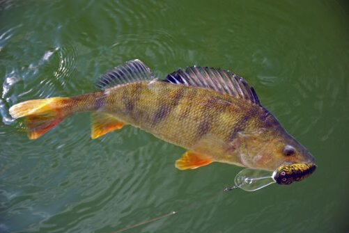 В основном окунь предпочитает места с разнообразным рельефом дна, поэтому наиболее перспективной будет ловля окуня в мае в местах, где дно усеяно различными корягами или поваленными в воду деревьями.