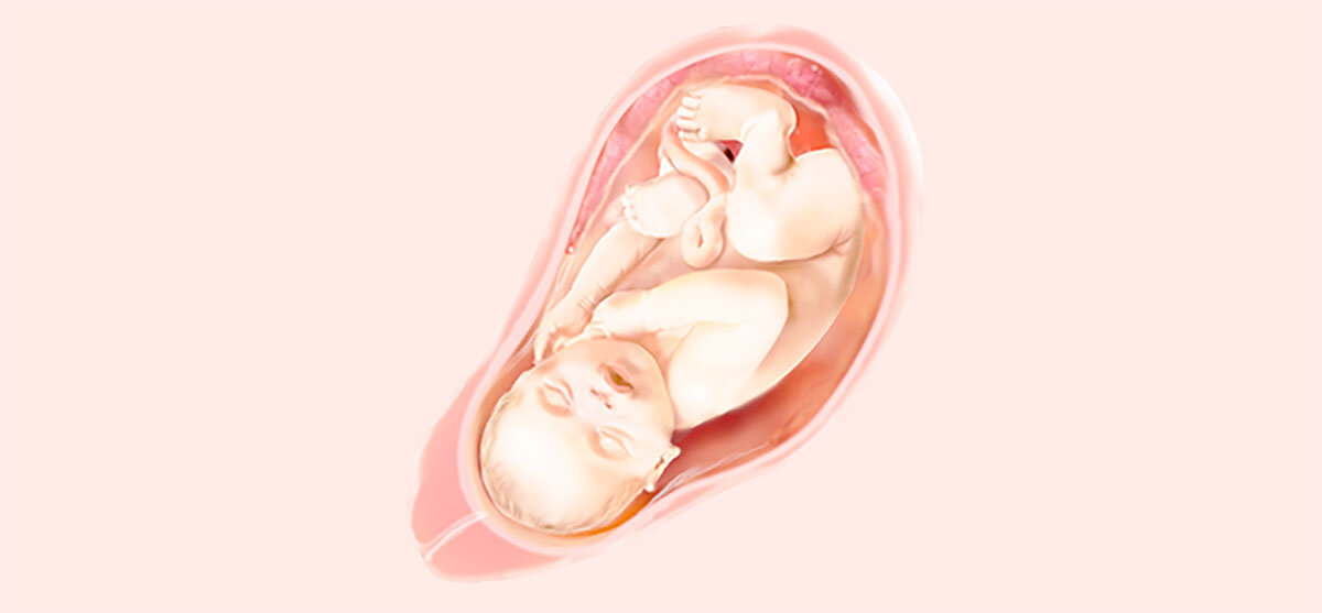 Вызывающие роды 40 недель беременности. Сорок недель беременности. Размеры плода на 40 неделе беременности.