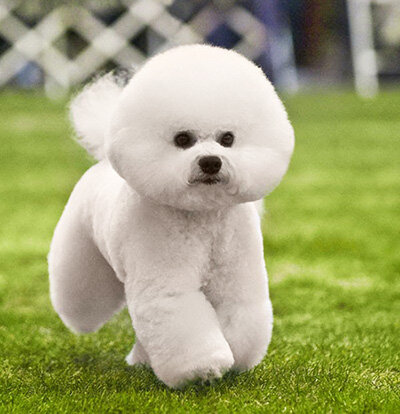 10. Среди 10 самых дорогих собак особого внимания заслуживает миниатюрный бишон фризе. Минимальная сумма этого пса составляет 500 долларов. Впервые порода бишон фризе была выведена на территории Франции, чтобы во время долгих морских путешествий вылавливать крыс на корабле. Позже они стали любимой забавой королей и королев. Сегодня эти маленькие друзья привлекают к себе внимание своей игривостью и внешней беззащитностью