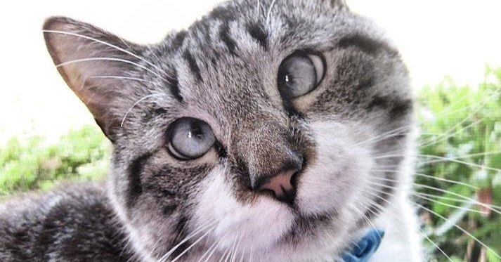 Фото Яндекс картинки