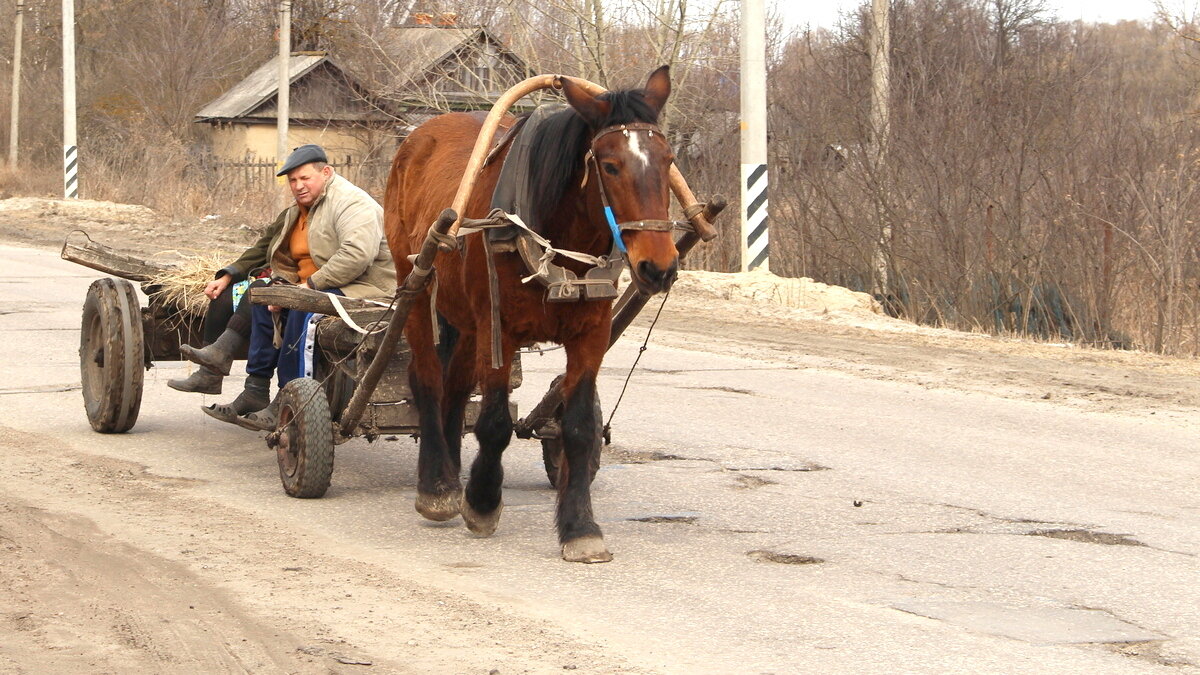 Водитель лошади