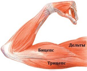 неподробное строение для тех, кто прогуливал биологию