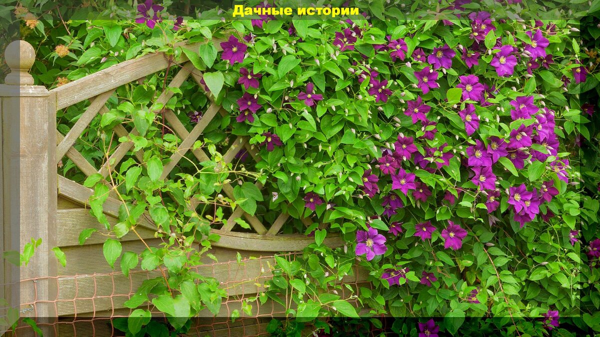 https://vk.com/photo-159774511_457242268