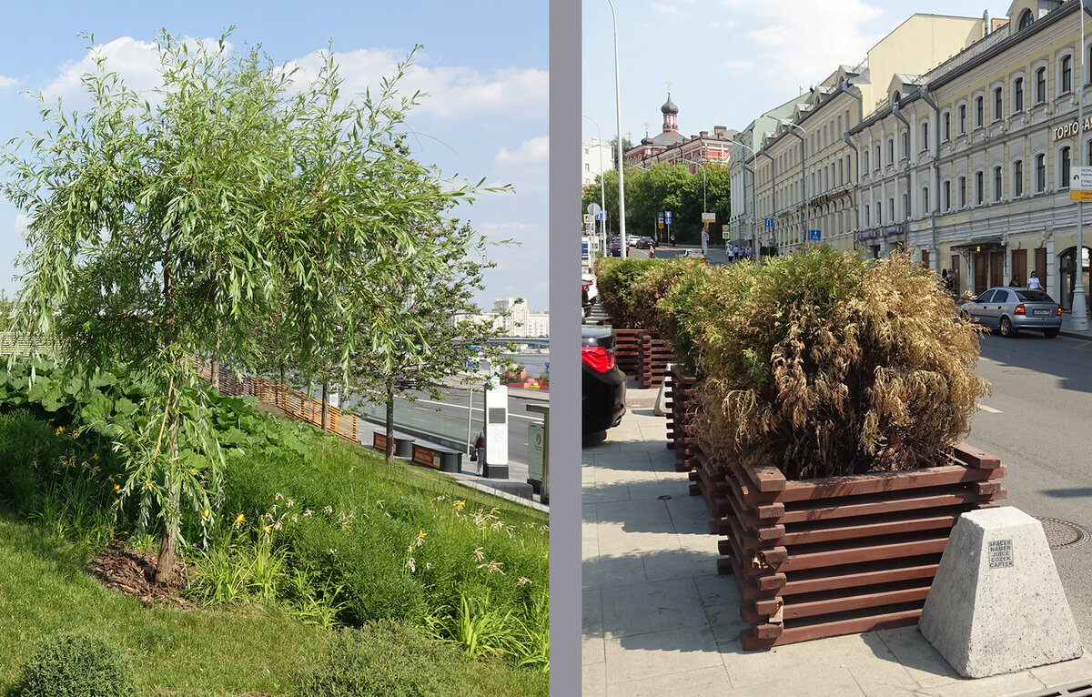 Я б в садовники пошла, пусть меня научат | Home and garden | Дзен