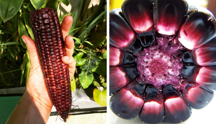 Такую кукурузу индейцы выращивают в Андах уже тысячи лет. Правда, вареная хопи не очень вкусная: из-за высокого содержания крахмала зерна слишком твердые. Коренные американцы сушат початки или делают из них своеобразный компот — чича морада, который из-за наличия массы антиоксидантов считается очень полезным