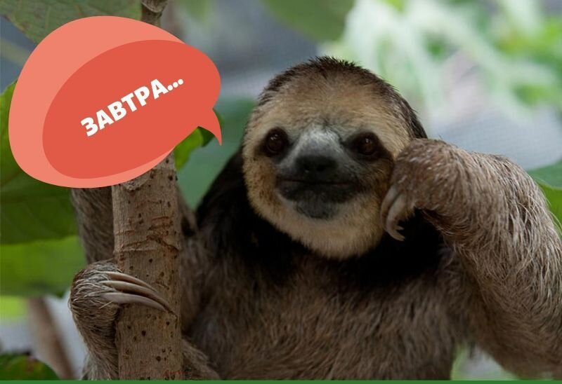 Тянуть время до последнего и отложить на потом. Знакомо?