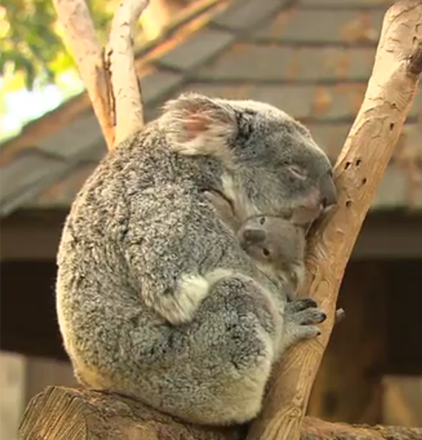 Арона с детенышем