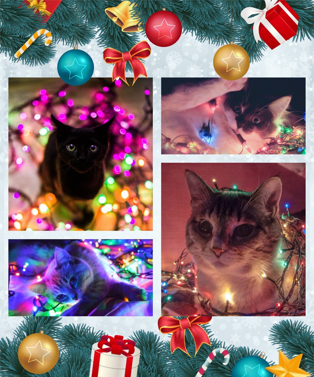 Автор коллажа: https://zen.yandex.ru/id/5ba33f893f25cd00ab1fef36 Оригиналы фото взяты из открытого источника: Яндекс.Фото