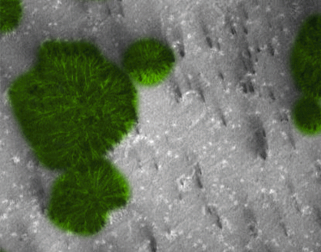 Источник фото http://www.planetanovosti.com