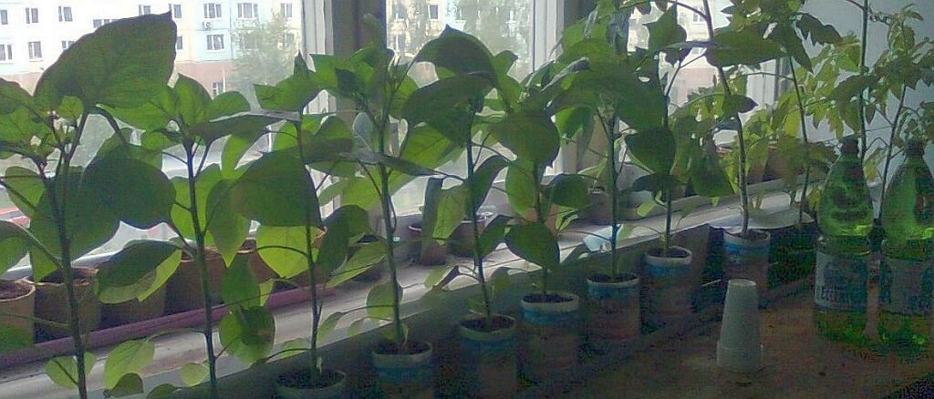 Все перцы  с цветами и некоторые с завязью. 2011 год.