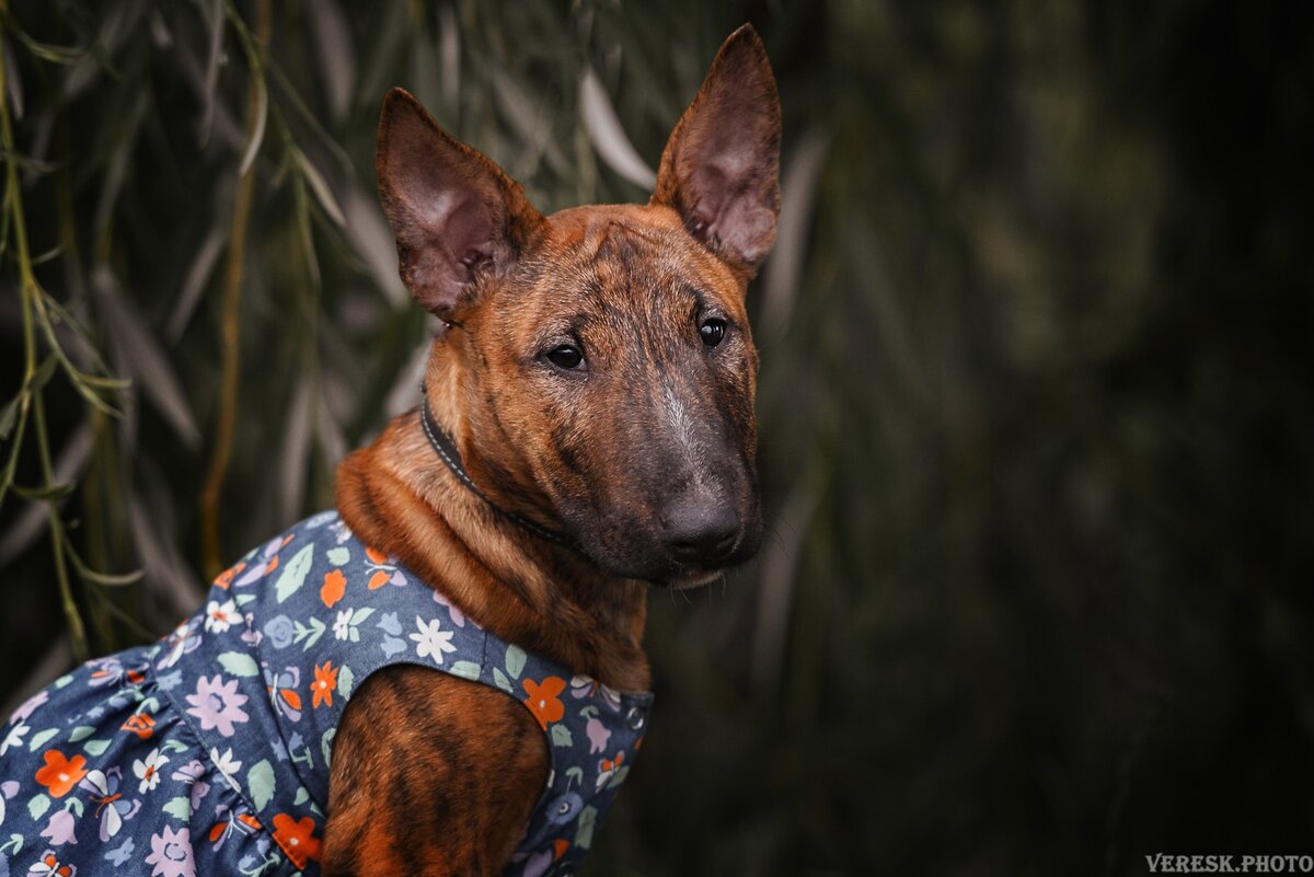 ( маленькая мини-булочка, фотограф Vekers.photo )