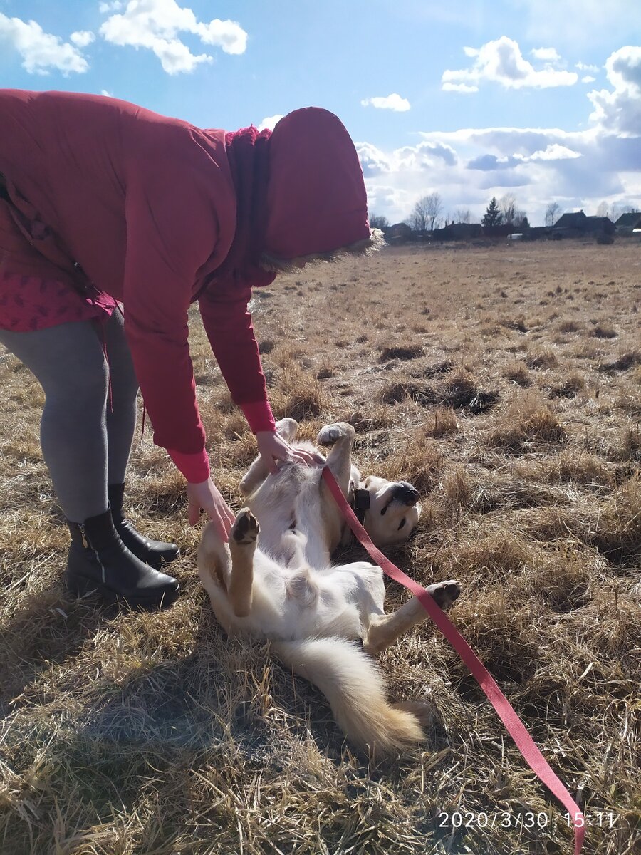 Кто в приюте с собаками погуляет?