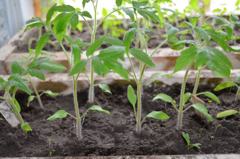 росток рассады огурца. росток рассада томатов. одеоз рассады томатов. рассада помидор всходы. рассада помидор всходы.