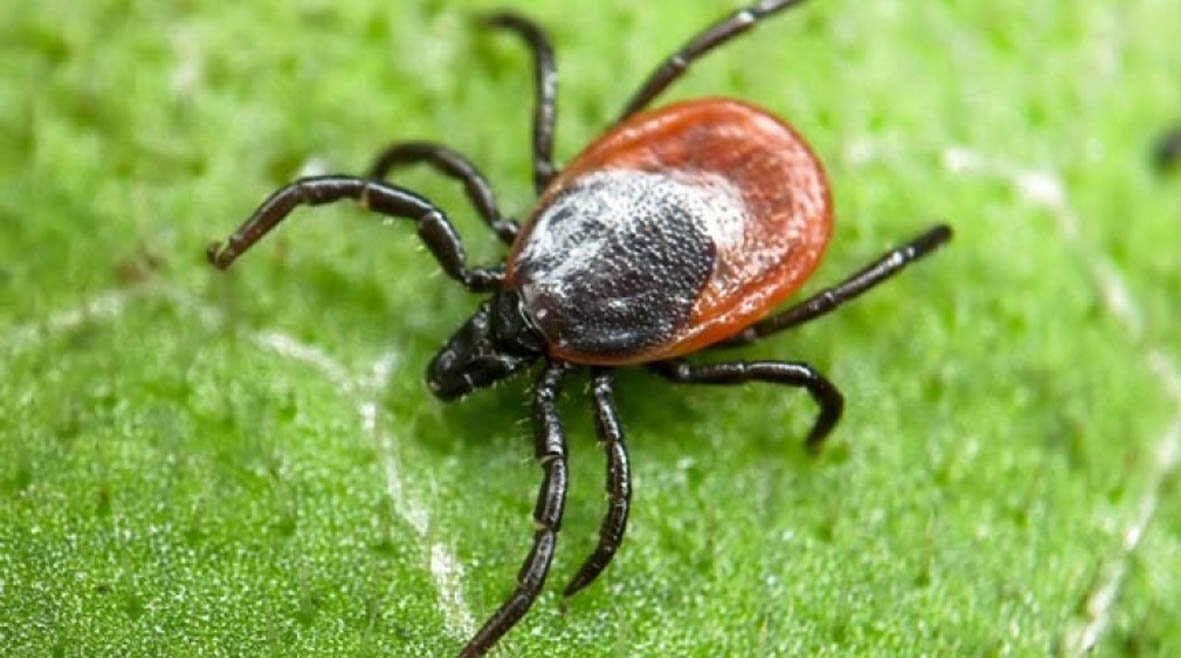 Клещи животные. Ixodes Ricinus. Лесной клещ – i. Ricinus. Энцефалитный клещ лихорадка.