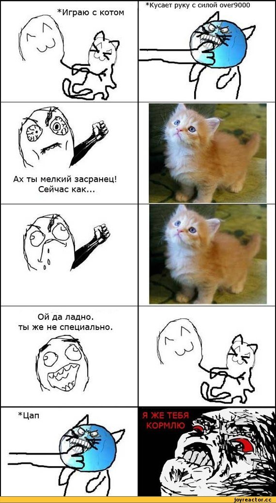 Смешные мемы с котами с матом