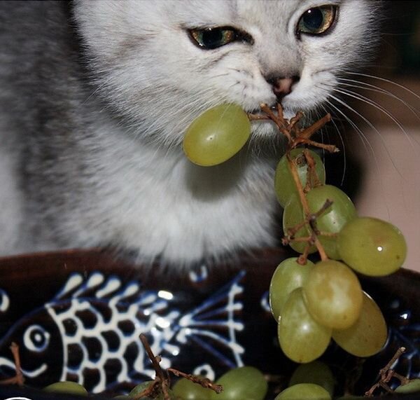 Взято с сайта https://live4fun.ru/joke/484613