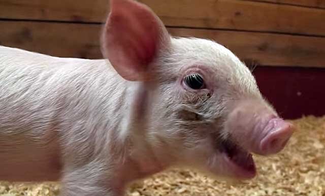 Болезни свиней и как их лечить - Универсальный интернет-магазин для животноводства DEYARDA